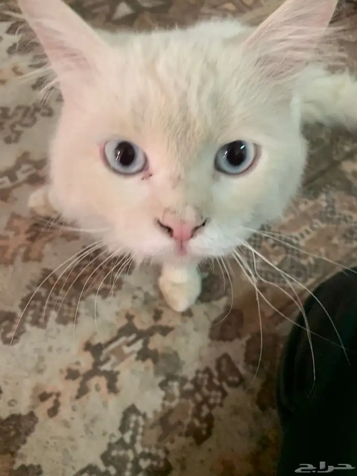 قطو لتبني صحوته ممتاز مافيه أي شي بس شرط شخص عمره من 18وفوق 0