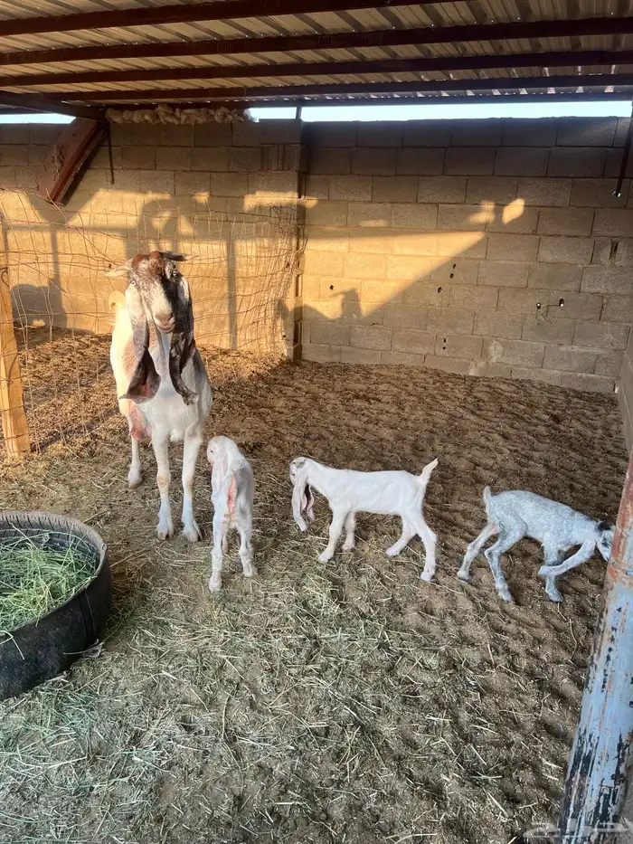 عنز هولدينه يتبعها 3 تيوس 1