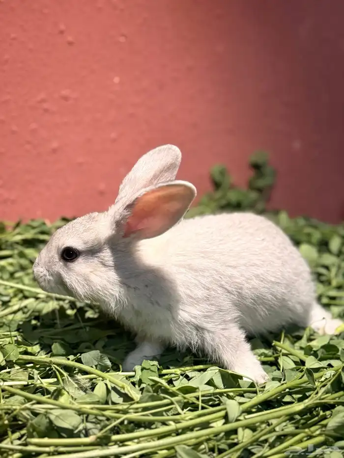 ارانب صغيره لطيفه وجميله 8