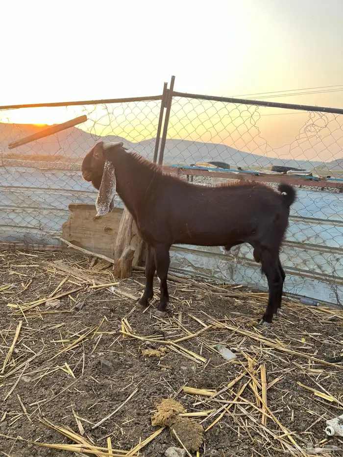 النوع تيس ادهم فحل مشروط 0