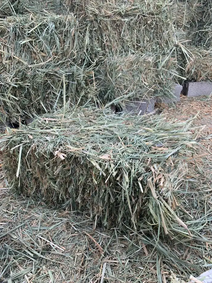 علف بونيكام 2