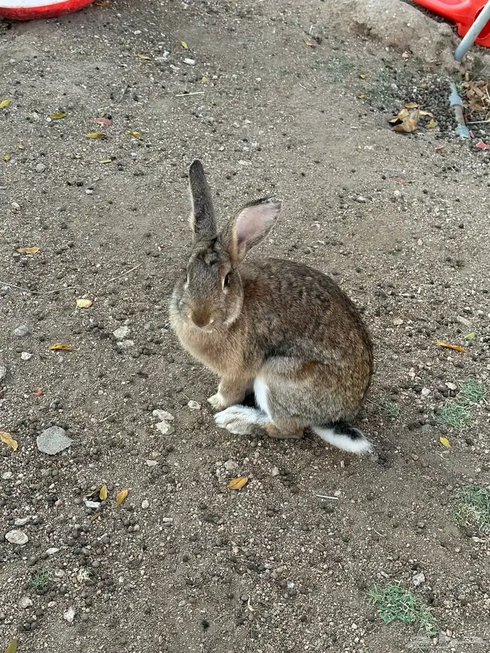 أرنب ذكر شنشلا 1