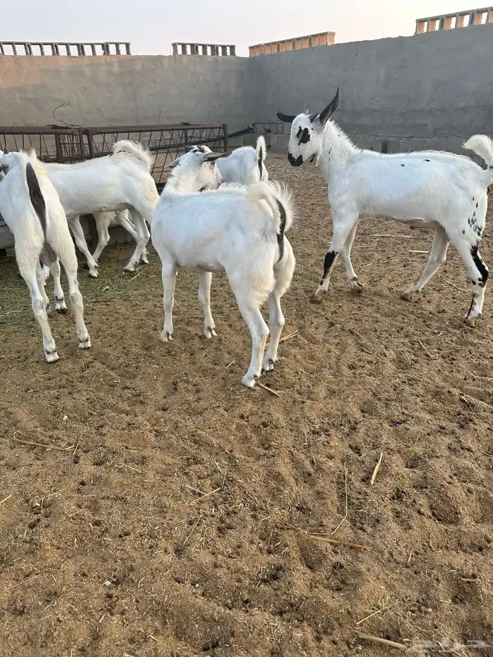 للبيع تيوس بيشية 2