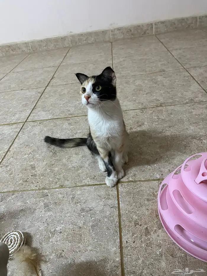 قطط للتبني 8