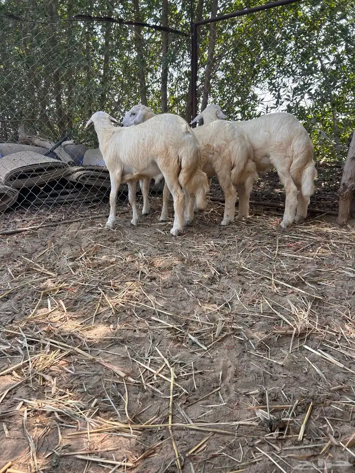 طليان ذبائح للبيع 0