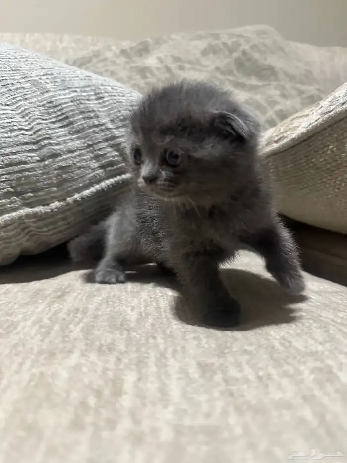 قطط سكوتش للبيع 7