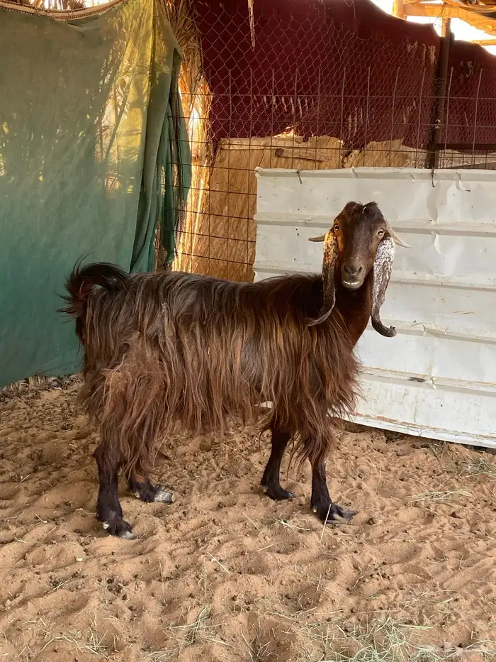 معزاء للبيع 0