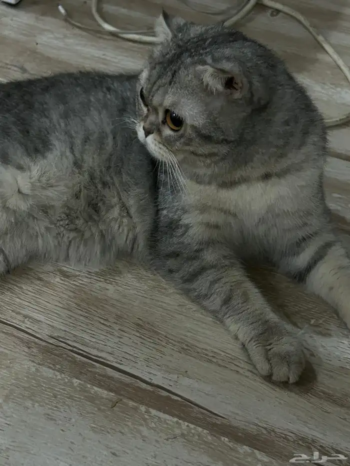 قط سكوتش للتبني 1