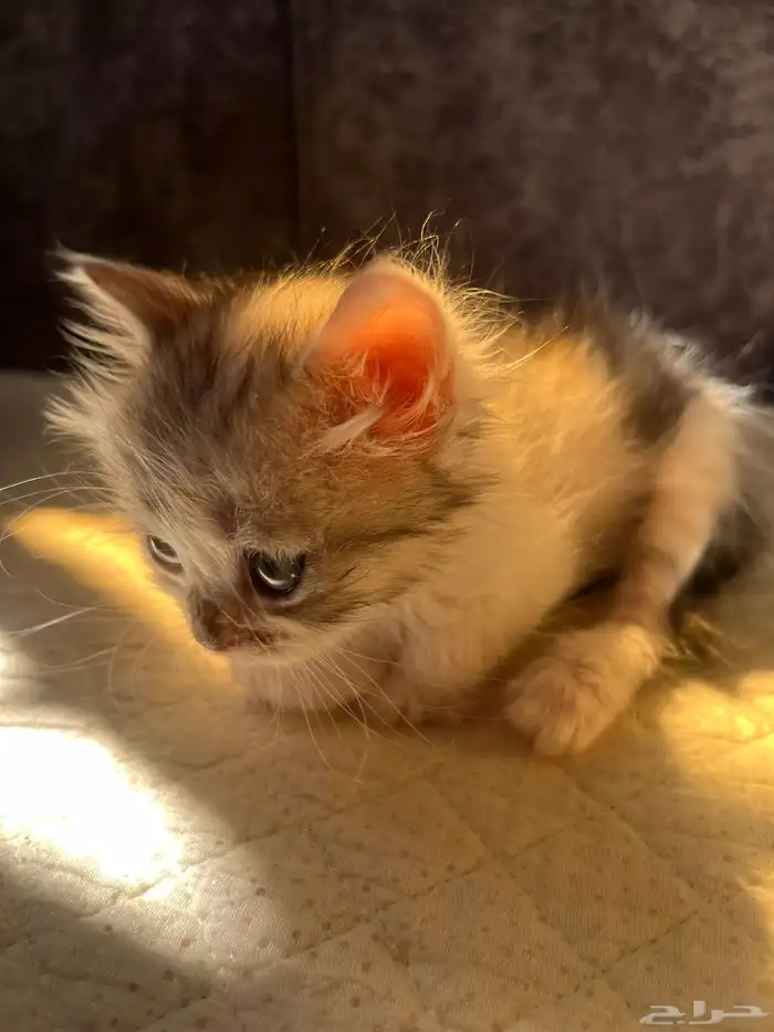 هره مهجن تبني 1