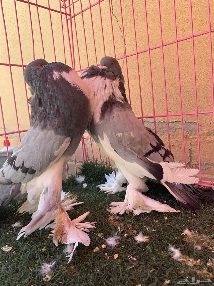 زوج نفاخ ابو هلال 4