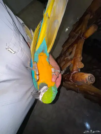 ببغاء مكاو بلو اند قولد طير index