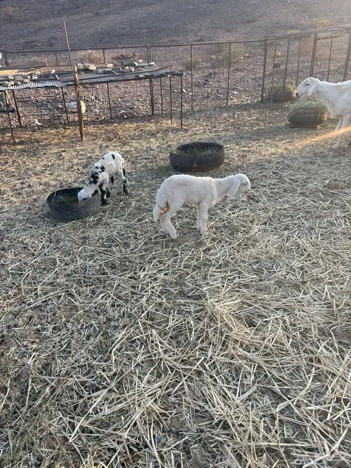 غنم حريه للبيع 3