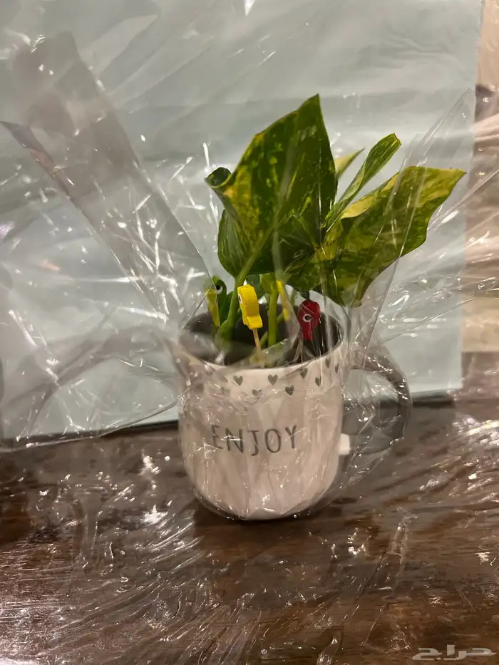 نباتات مشروع جامعي 0