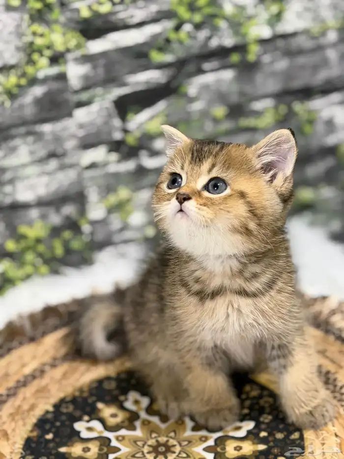 قطة سكوتش فولد العمر شهر و20 يوم 0