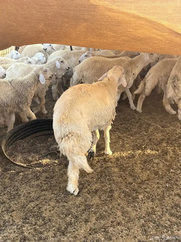 حريات مقفله لحم وشحم على الشرط 2