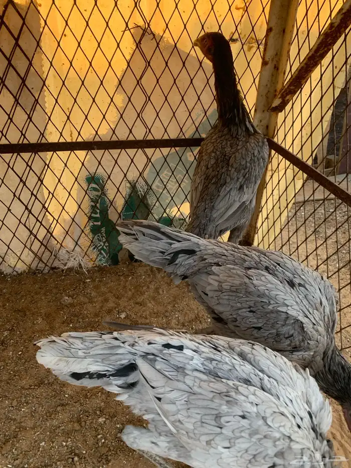 للبيع دجاج باكستاني العدد ثلاث دجاج 4