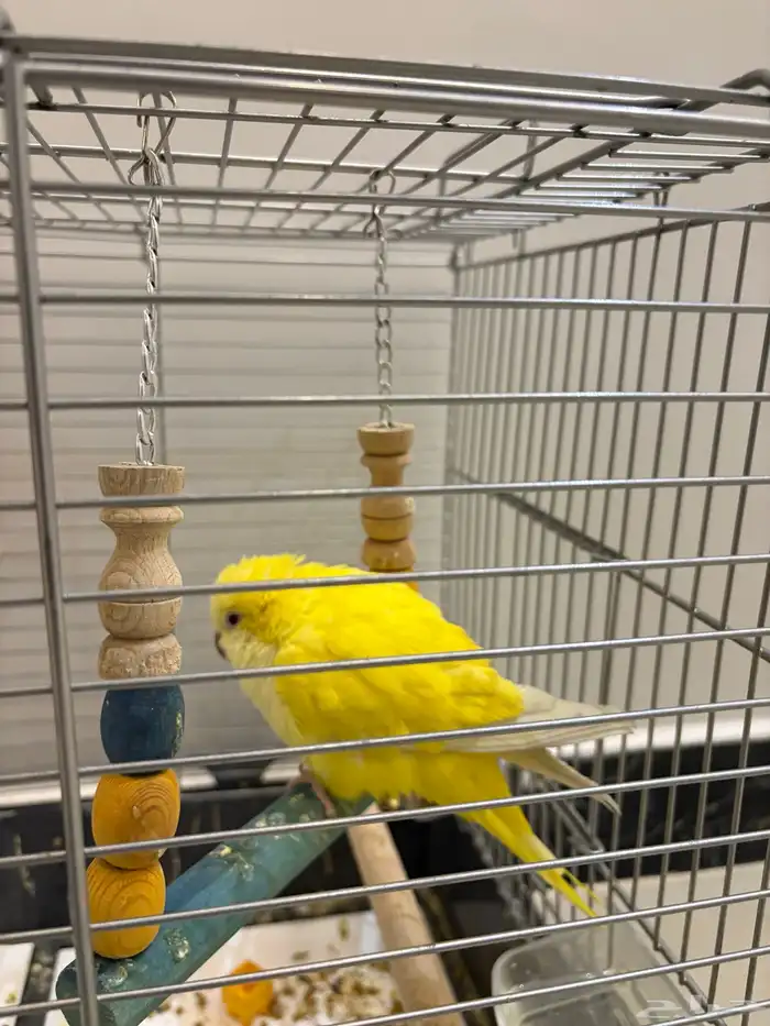 كويكر لاتينو اليف 1