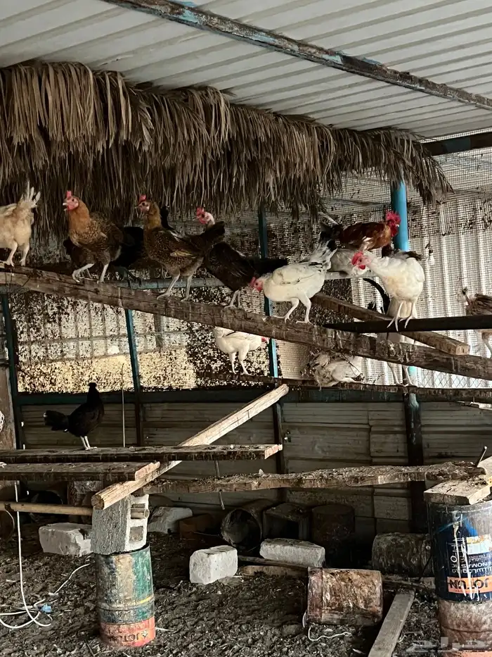 دجاج بياض للبيع جمله 1