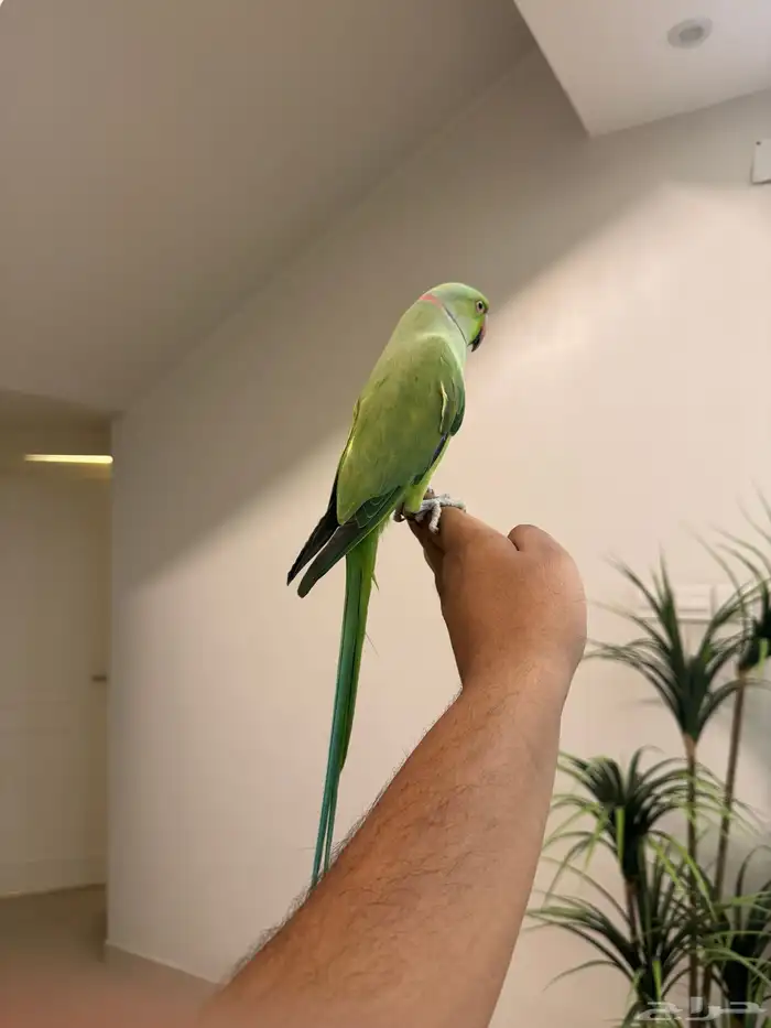 ذكر دره هندي اليف حمامه متكلم فوق عشر كلمات تم البيع 4