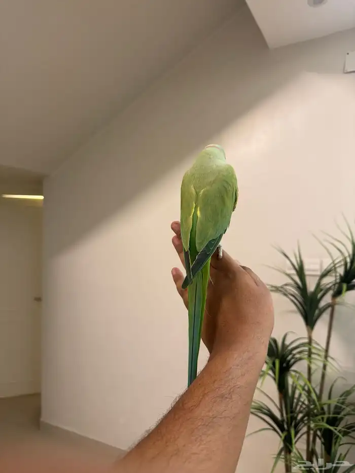 ذكر دره هندي اليف حمامه متكلم فوق عشر كلمات تم البيع 5