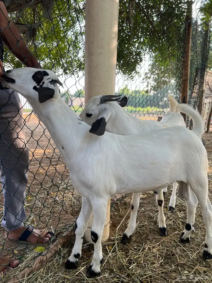 مشروع بيشي ولد جلمود صنف فاخر 2