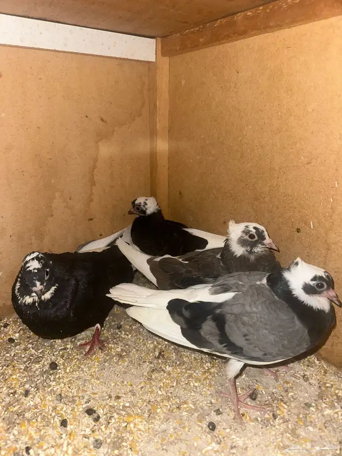 حمام قطيفي وزاجل وقلاب البيع جمله 6