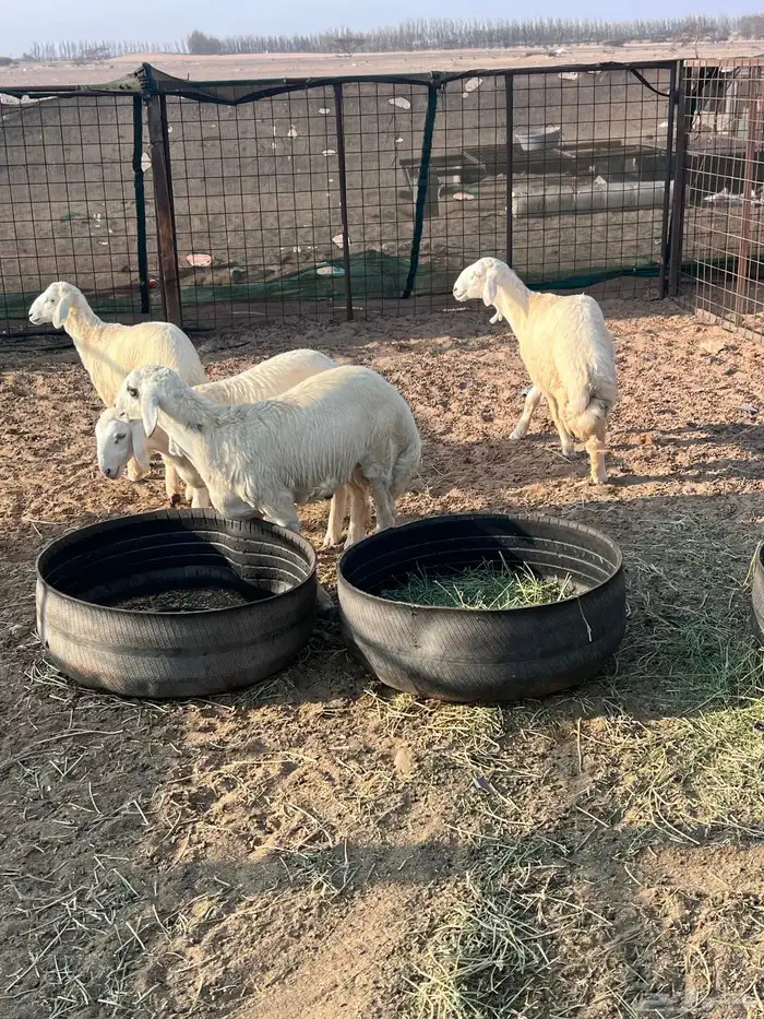 طليان جذعان 23