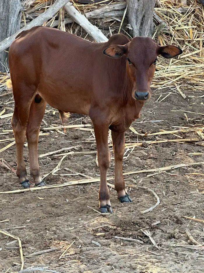 عجول العدد 3 2