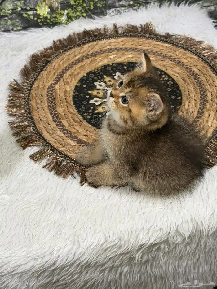 قطة سكوتش فولد العمر شهر و20 يوم 3