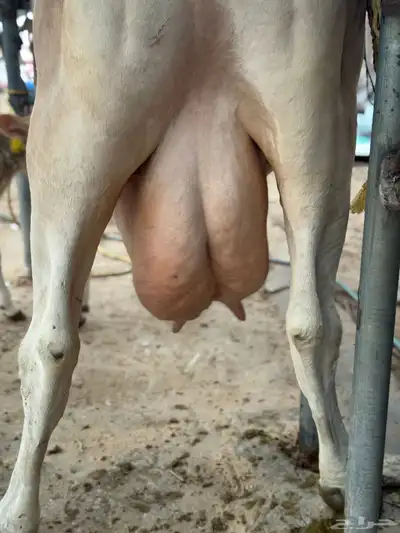 بقره سويسريه خصم تحتها عجل index