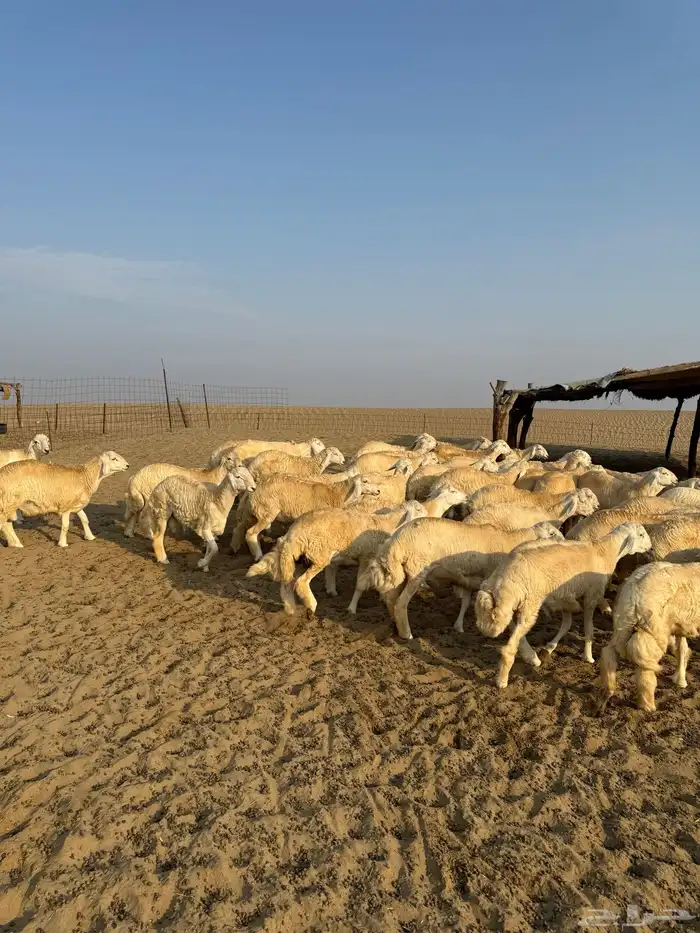 بهم للبيع وطليان مناسبات اعمار 6 شهور إلى 7 شهور 0