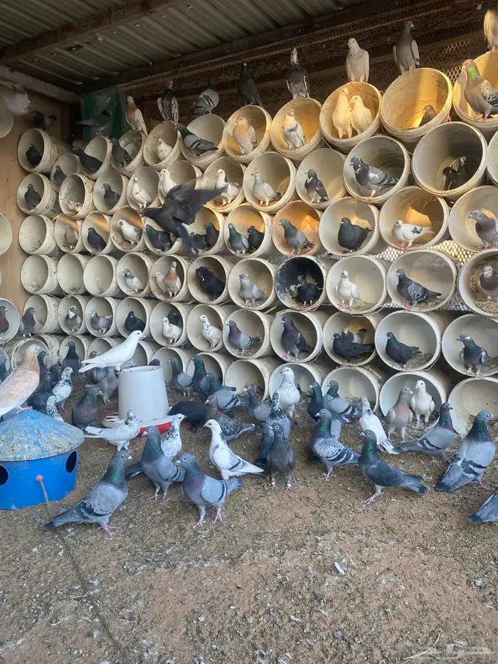 حمام زاجل العداد 110 جوز يزود ينقص مادري 4