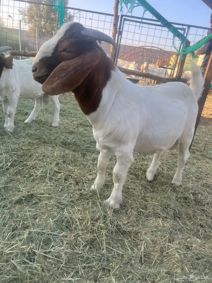 بورقوت تيوس بورقت 3