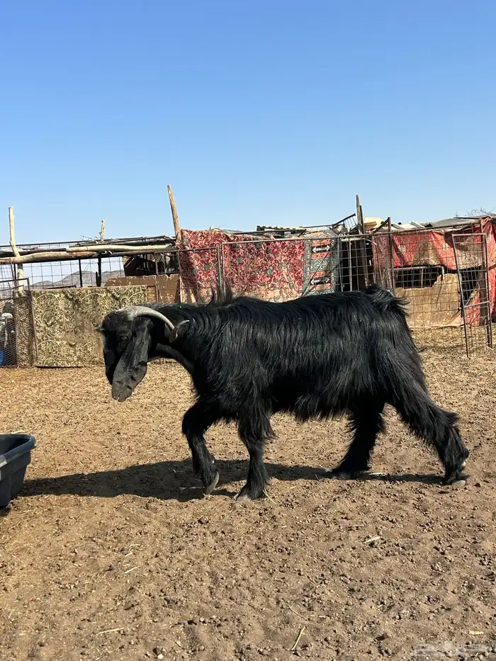 تيس حار جدا  صنف سنه رباع هدي بلحيل وطيب 0