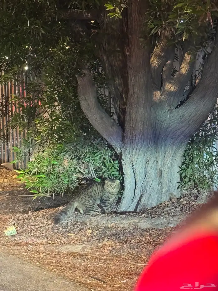 قط ضايع لقيناه في حي الشاطي بالقرب من هاف ميليون 1