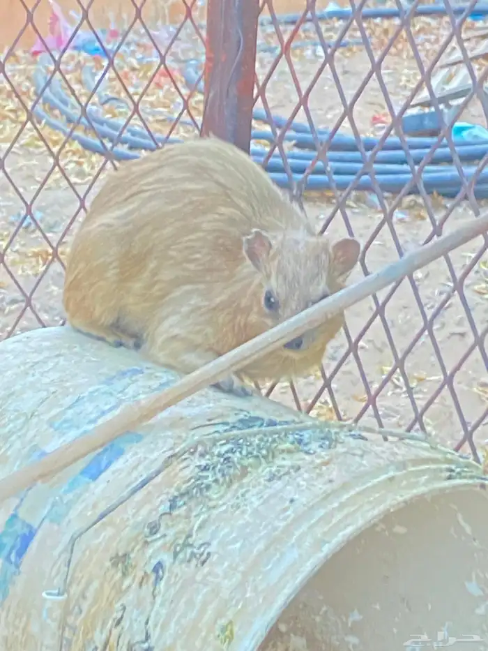 للبيع وبر بري 0