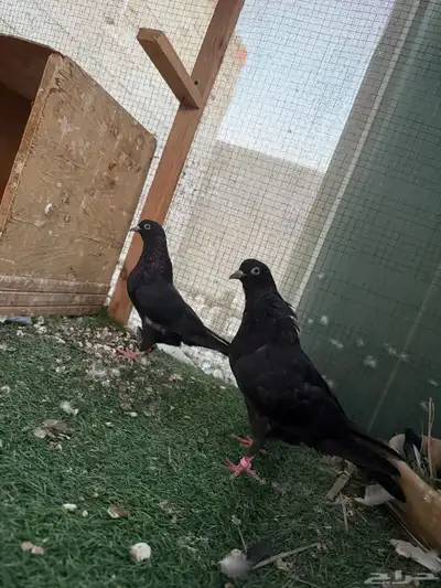 للبيع قطايف اجوز تب مطير index