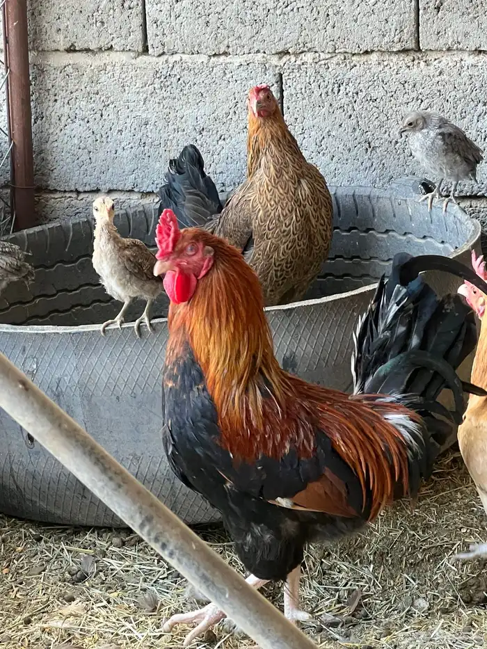 دجاج بلدي سليم شرط على مسولتي 2