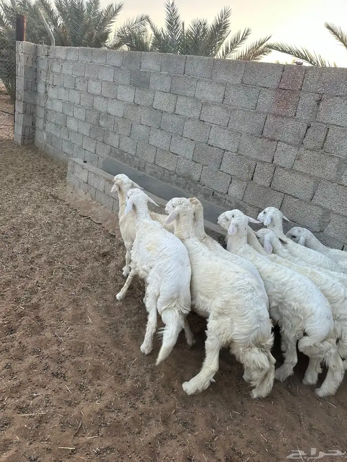 طليان حرية 5