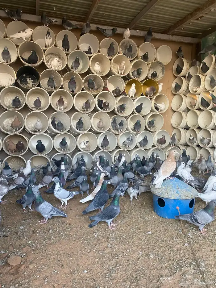 حمام زاجل العداد 110 جوز يزود ينقص مادري 0