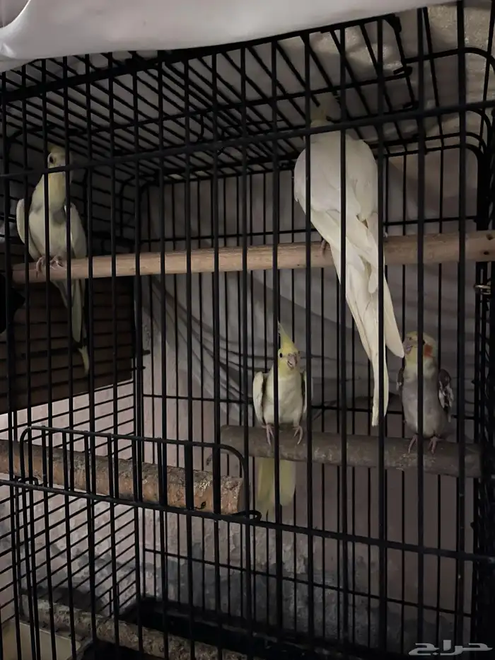 عصافير للبيع شامل اغراضها 900-1000 لايجي الا الصامل 1