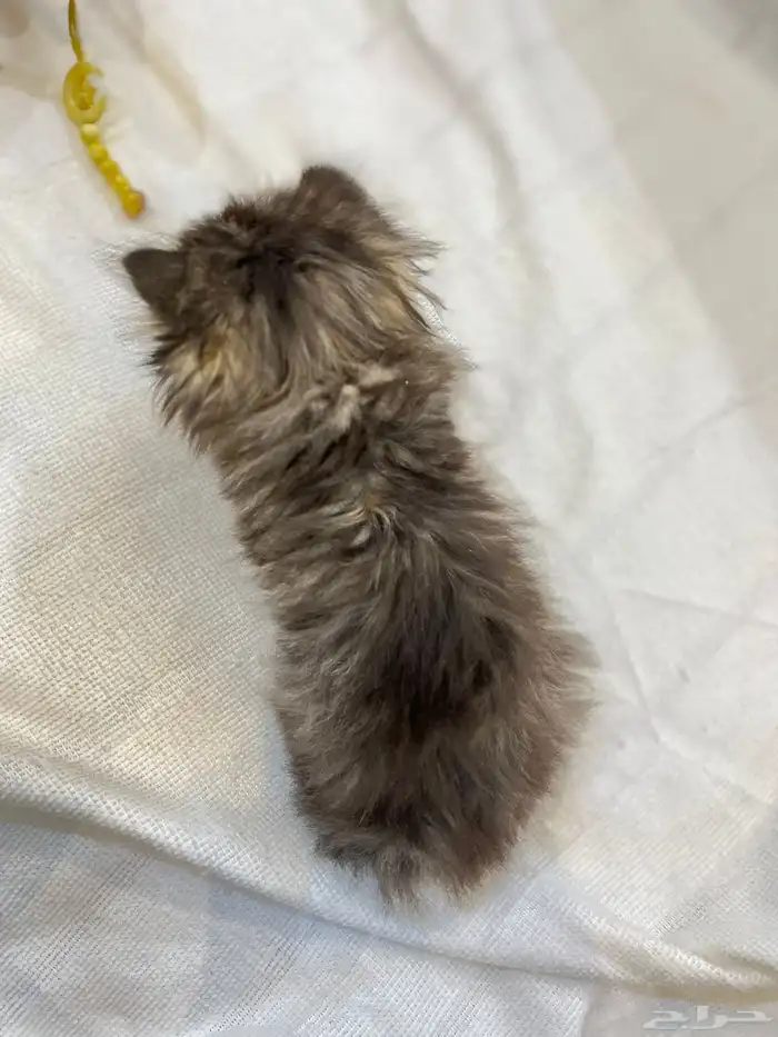 قطط سكوتش تربل فولد بيور 5