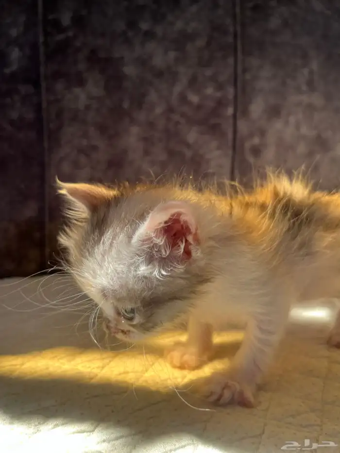 هره مهجن تبني 3