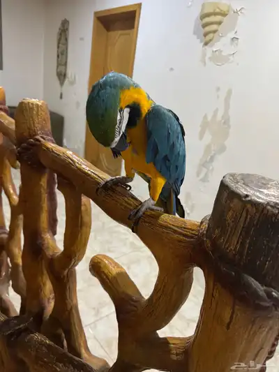 ببغاء مكاو بلو اند قولد طير index