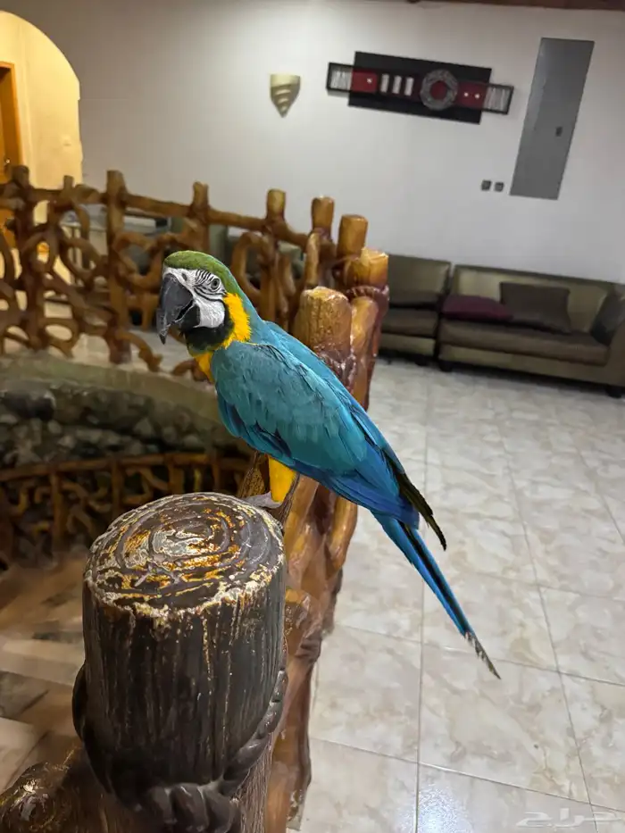 ببغاء مكاو بلو اند قولد طير 6