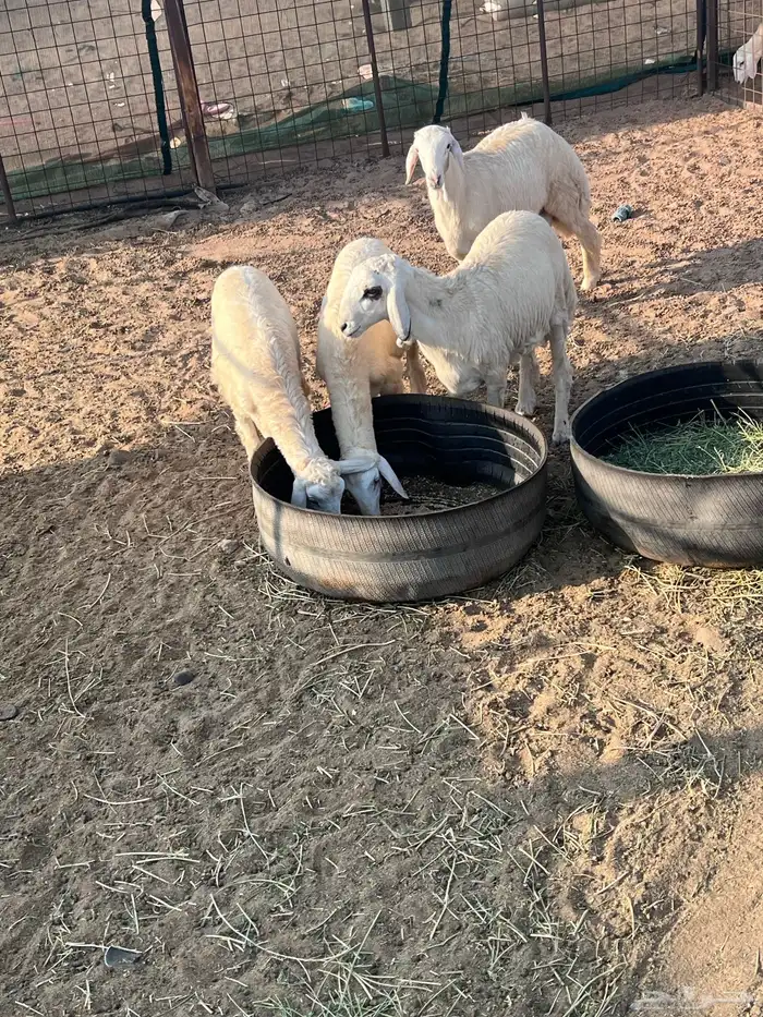 طليان جذعان 22