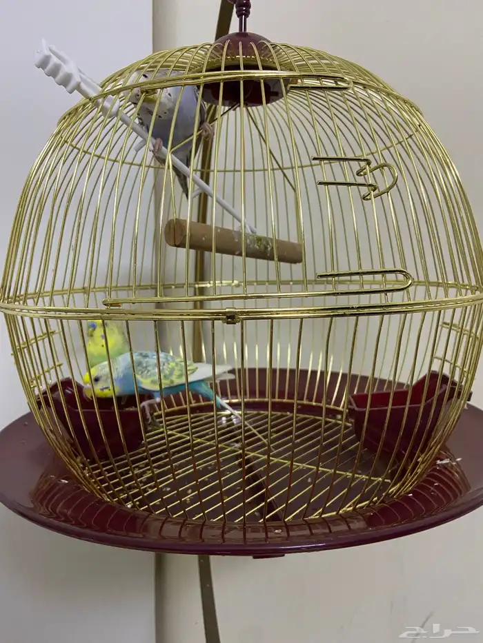 عصافير بادجي مع قفصهم للبيع 2