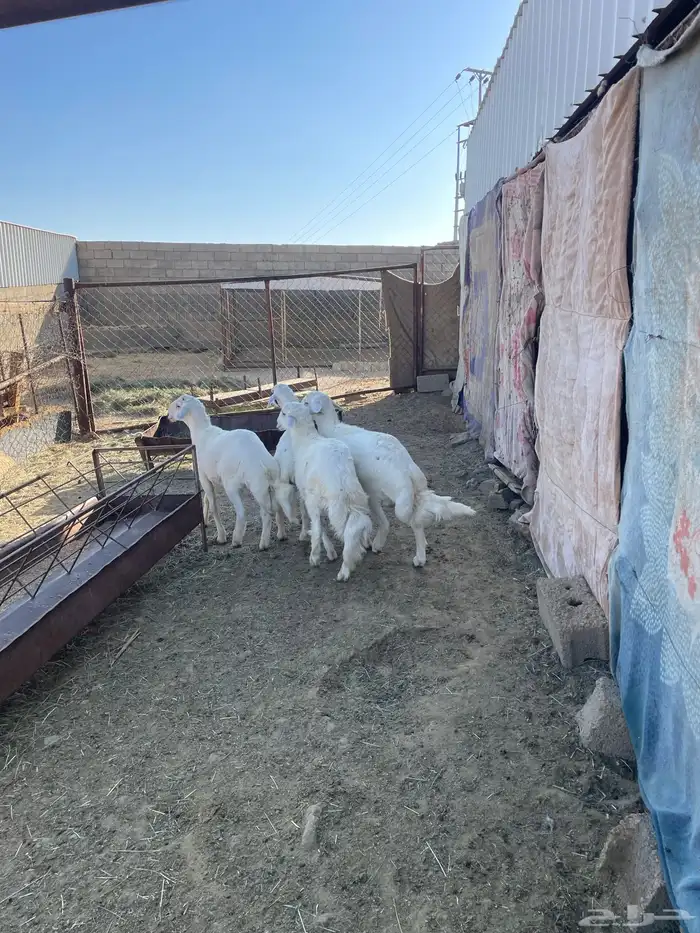 خرفان كفو صنف 1