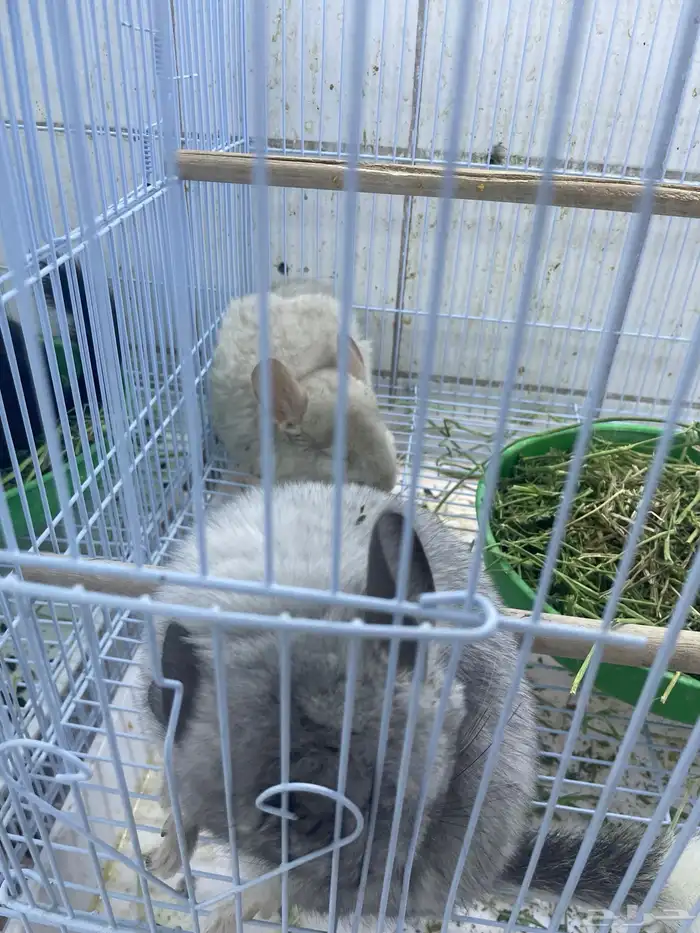 شانشيلا أليفه 3