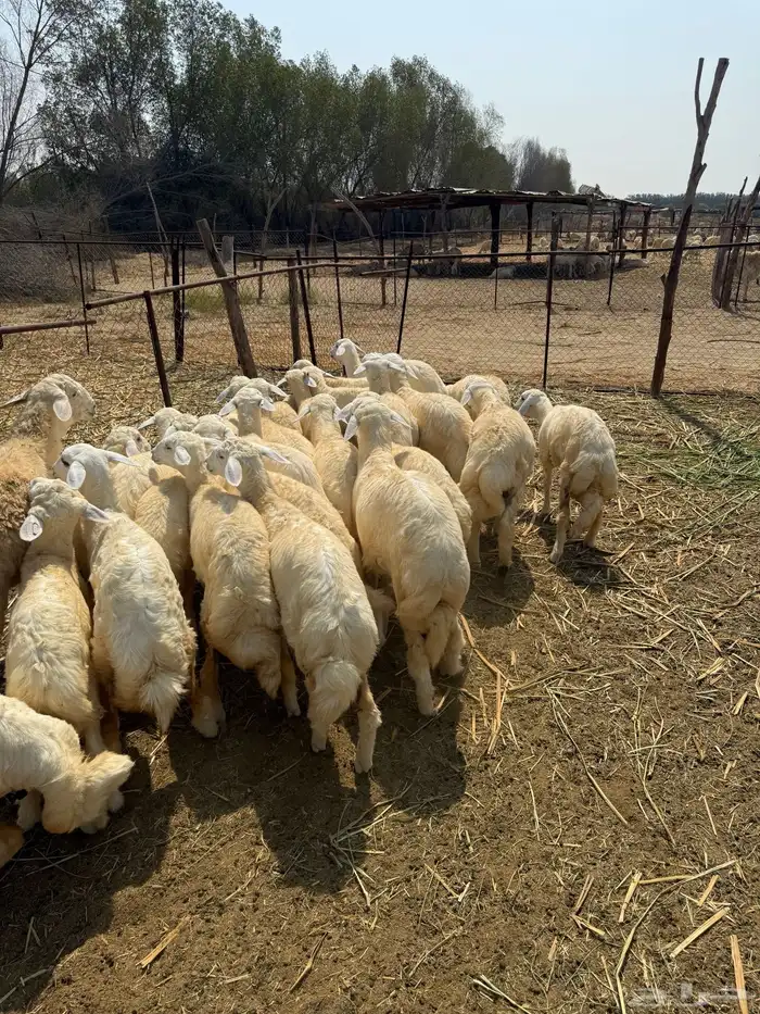 بهم تربيه للبيع 1